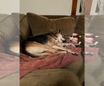 Small #10 German Shepherd Dog Mix
