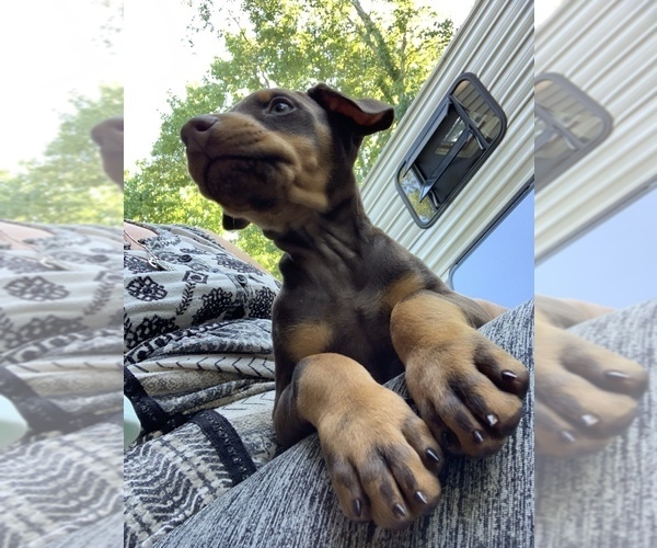 Medium Photo #12 Doberman Pinscher Puppy For Sale in BRIDGEWATER, MA, USA