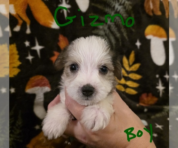 Medium Photo #5 Chizer Puppy For Sale in MONTEZUMA, GA, USA