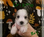 Small #4 Chizer