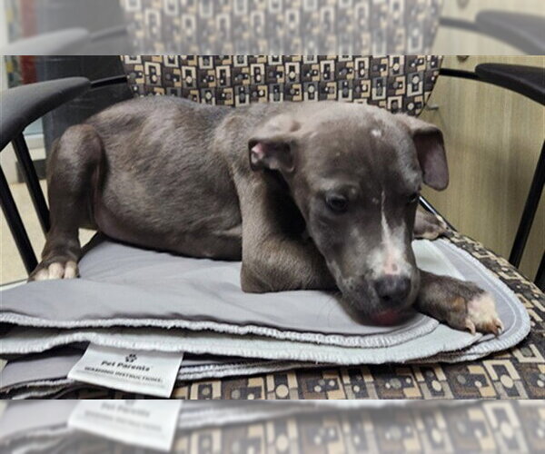 Medium Photo #1 Mutt Puppy For Sale in Plano, TX, USA