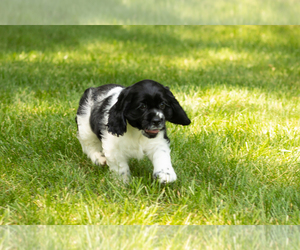 Cocker Spaniel Puppy for sale in NAPPANEE, IN, USA