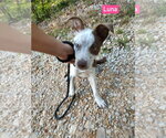 Small #1 Mutt