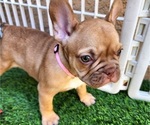 Small #3 French Bulldog