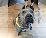 Small #2 American Staffordshire Terrier Mix