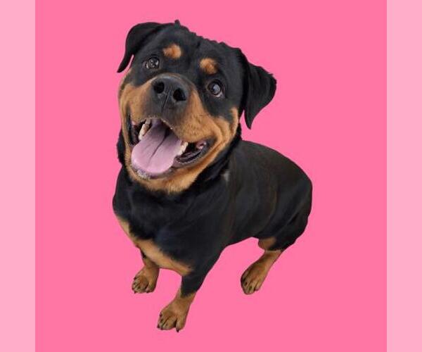 Medium Photo #1 Rottweiler Puppy For Sale in Bakersfield, CA, USA