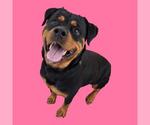 Small Rottweiler