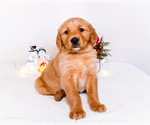 Small #4 Golden Retriever