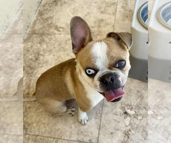 Medium Photo #4 Boston Terrier Puppy For Sale in Boca Raton, FL, USA