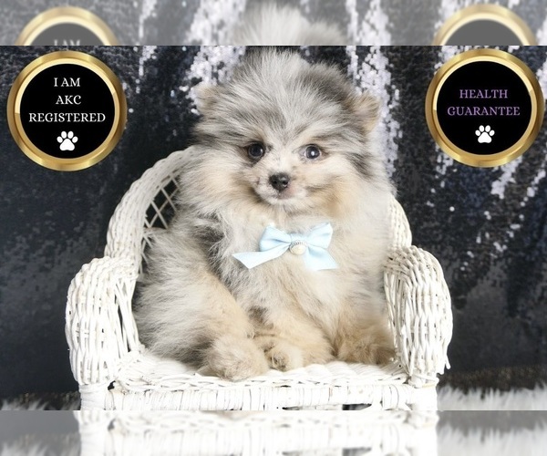 Medium Photo #9 Pomeranian Puppy For Sale in WARSAW, IN, USA