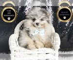 Small #8 Pomeranian