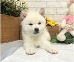 Small #1 Shiba Inu