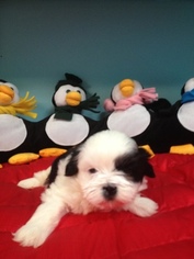 Shih Tzu Puppy for sale in MURPHY, NC, USA