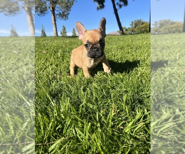 Full screen Photo #3 French Bulldog Puppy For Sale in ANAHEIM, CA, USA