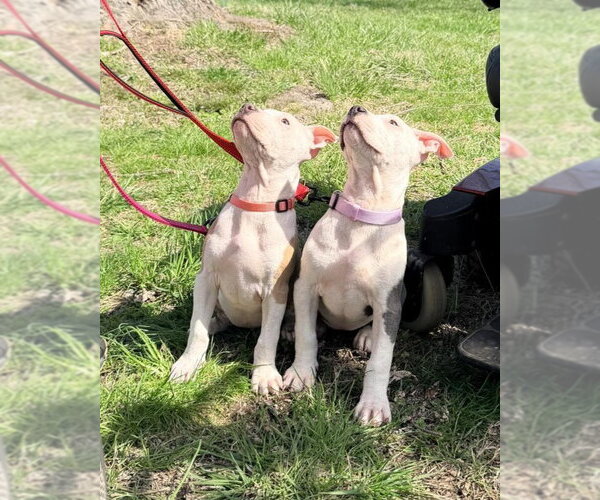 Medium Photo #4 Mutt Puppy For Sale in Spotsylvania, VA, USA