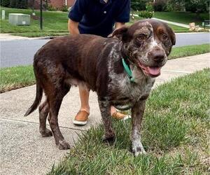 Australian Shepherd-Unknown Mix Dogs for adoption in Charlotte, NC, USA