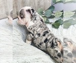 Small Photo #5 English Bulldog Puppy For Sale in MURRIETA, CA, USA