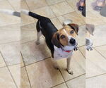 Small #3 Beagle