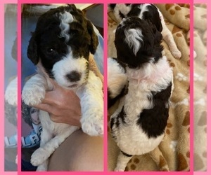 Poodle (Standard) Puppy for Sale in HOPKINSVILLE, Kentucky USA