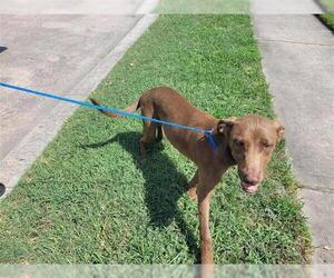 Staffordshire Bull Terrier-Unknown Mix Dogs for adoption in Houston, TX, USA