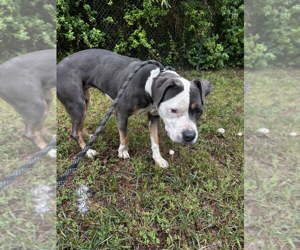 Medium Photo #2 Mutt Puppy For Sale in Glen Allen, VA, USA