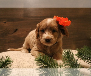 Goldendoodle (Miniature) Puppy for sale in NAMPA, ID, USA