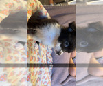 Small #5 Australian Shepherd