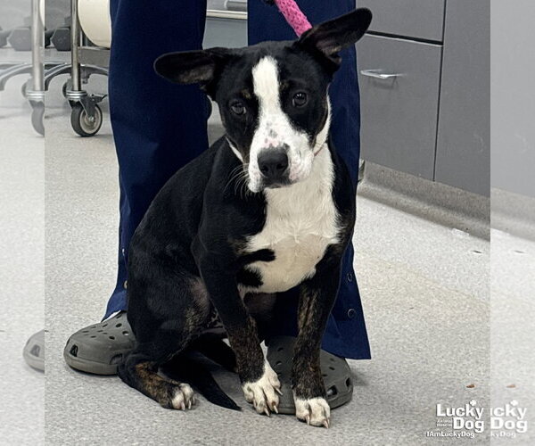 Medium Photo #1 Catahoula Leopard Dog-Labrador Retriever Mix Puppy For Sale in Washington, DC, USA