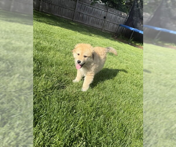 Medium Photo #3 Golden Pyrenees Puppy For Sale in Plainfield, IL, USA