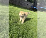 Small #2 Golden Pyrenees
