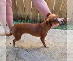 Small Photo #3 Chiweenie Puppy For Sale in Canton, CT, USA