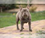 Small #1 French Bulldog