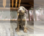 Puppy Fawn and Rust Doberman Pinscher