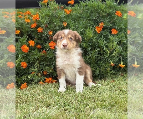 Medium Photo #3 Border Collie-Bordoodle Mix Puppy For Sale in AMES, IA, USA