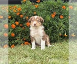 Small #2 Border Collie-Bordoodle Mix