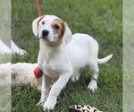 Small #1 Beagle