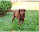 Small Photo #1 Labrador Retriever Puppy For Sale in SYRACUSE, IN, USA