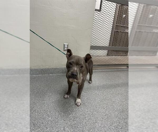 Medium Photo #1 Staffordshire Bull Terrier-Unknown Mix Puppy For Sale in Pasadena, TX, USA