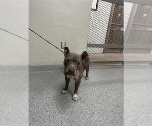 Staffordshire Bull Terrier-Unknown Mix Dogs for adoption in Pasadena, TX, USA