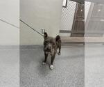 Small Staffordshire Bull Terrier Mix