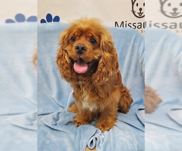 Medium Photo #1 Cocker Spaniel Puppy For Sale in Lake City, MI, USA