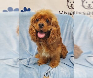 Cocker Spaniel Dogs for adoption in Lake City, MI, USA