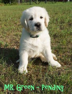 Medium Photo #1 Golden Retriever Puppy For Sale in CHEBOYGAN, MI, USA