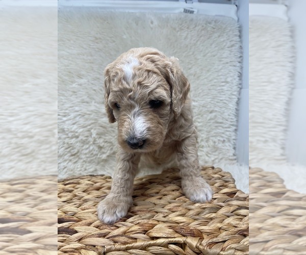 Medium Photo #38 Double Doodle Puppy For Sale in PIERSON, FL, USA