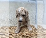 Small Photo #38 Double Doodle Puppy For Sale in PIERSON, FL, USA