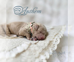 Small Goldendoodle (Miniature)