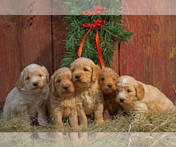 Medium Photo #2 Goldendoodle-Poodle (Miniature) Mix Puppy For Sale in CLARK, WI, USA
