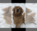 Small Photo #1 Golden Retriever Puppy For Sale in PORTALES, NM, USA