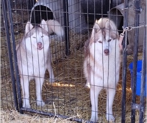 Siberian Husky Puppy for sale in KENNEWICK, WA, USA