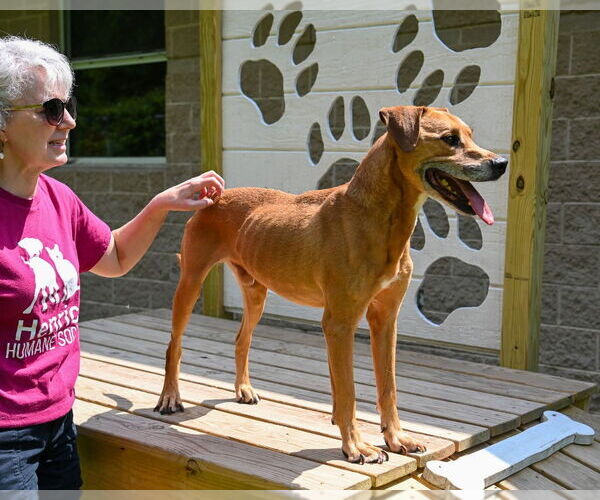 Medium Photo #3 Boxador Puppy For Sale in Glen Allen, VA, USA